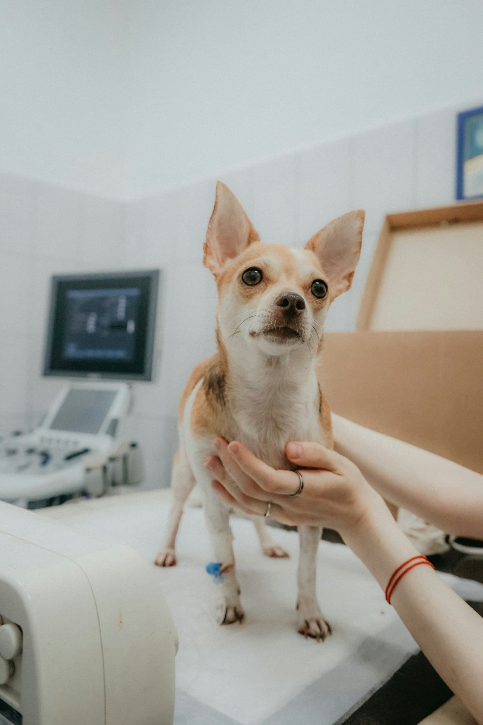 Veterinary Clinics